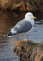 Mew Gull